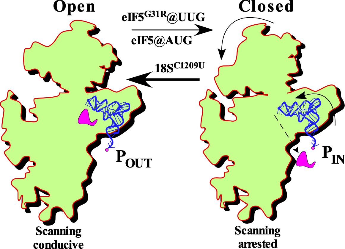 Open_Close ribosome complex