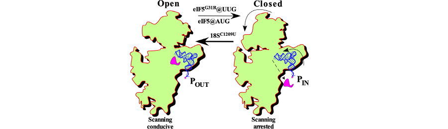 Open_Close ribosome complex