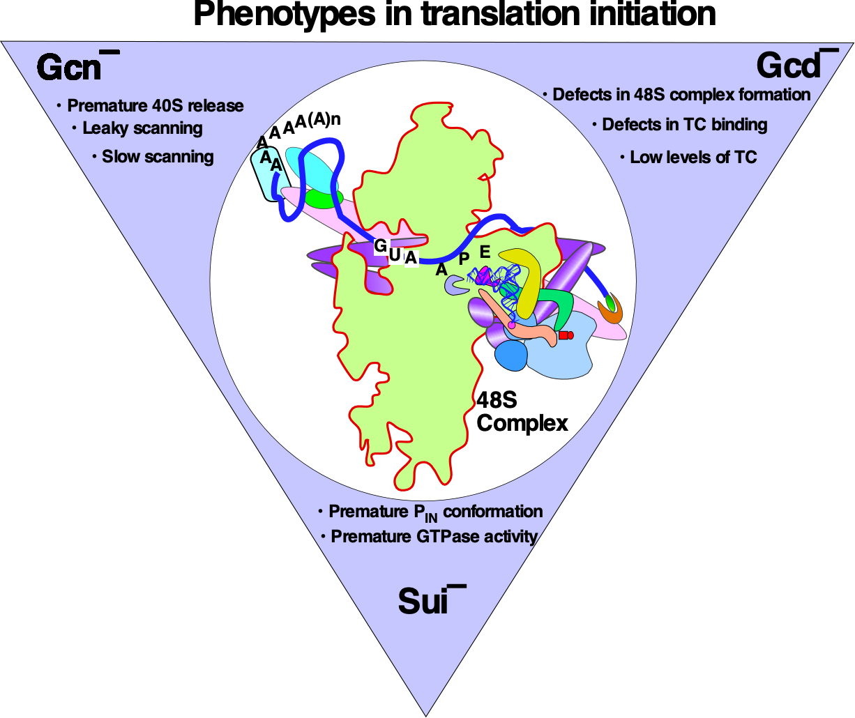 Phenotypes