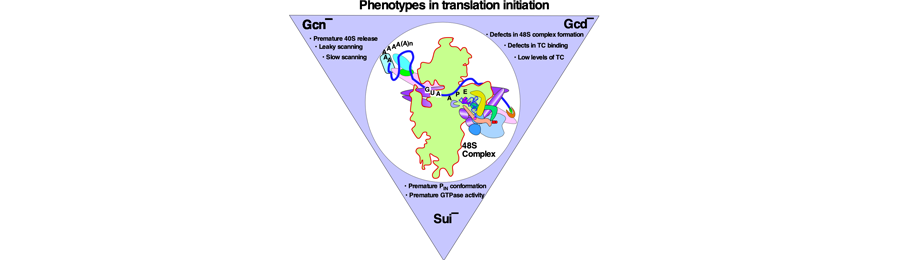 Phenotypes