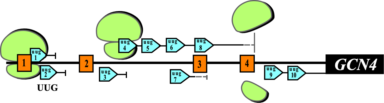 Gcn phenotype