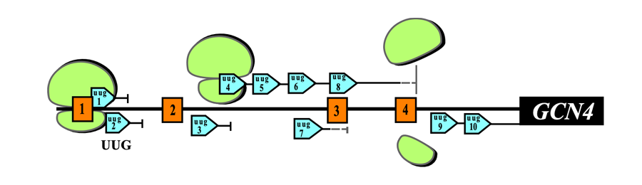 Gcn phenotype